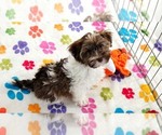 Tucker - Male Havashire Puppy for Sale - Photo #15