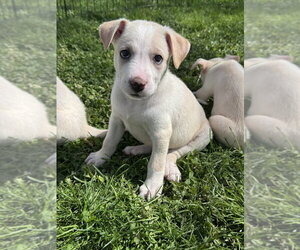 Siberian Husky-Unknown Mix Dogs for adoption in Springdale, PA, USA