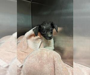 Mutt Dogs for adoption in Riverside, CA, USA