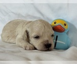 Puppy Shelly Maltipoo-Shih-Poo Mix