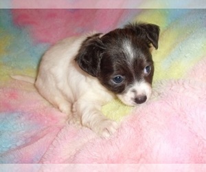 Chihuahua Puppy for sale in JACKSON, MS, USA
