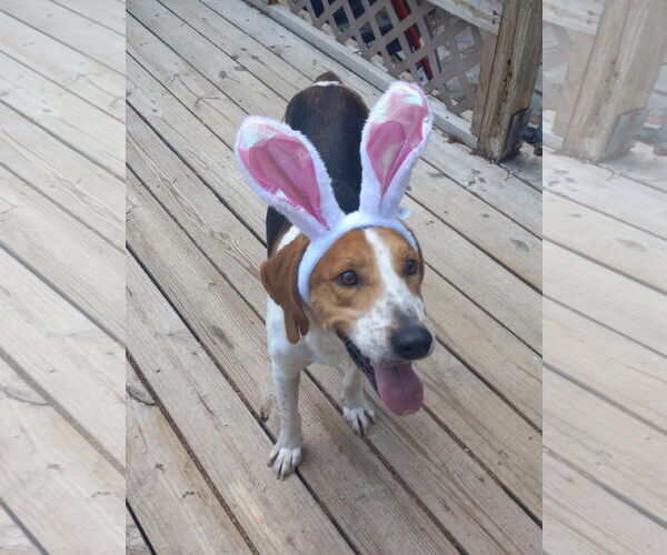 Medium Photo #8 Mutt Puppy For Sale in Murfreesboro, NC, USA