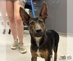 Small #1 Australian Kelpie Mix