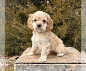 Cocker Spaniel Puppy for sale in MIDDLEBURY, IN, USA