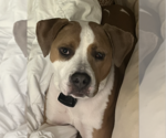 Small #1 American Bulldog Mix
