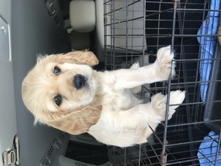 Cocker Spaniel Puppy for sale in ENTERPRISE, AL, USA