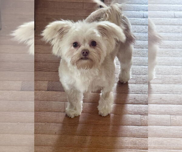 Medium Photo #8 Maltese-Unknown Mix Puppy For Sale in Tenafly, NJ, USA