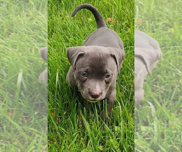 Medium Photo #16 American Bully Puppy For Sale in COUDERSPORT, PA, USA
