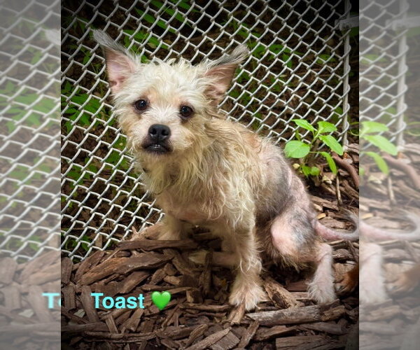 Medium Photo #1 Chihuahua-Unknown Mix Puppy For Sale in Lawrenceville, NJ, USA