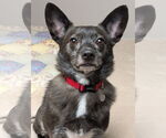 Small Schipperke Mix