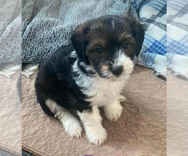 Medium Photo #1 Havanese Puppy For Sale in CRETE, NE, USA