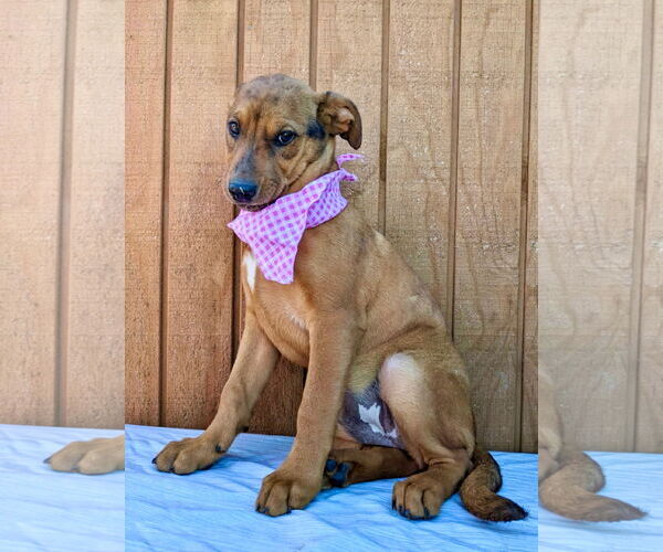 Medium Photo #4 Labbe Puppy For Sale in Mt. Laurel, NJ, USA