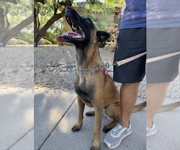 Medium Photo #1 Mutt Puppy For Sale in Imlay City, MI, USA