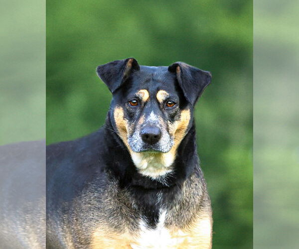 Medium Photo #4 Mutt Puppy For Sale in Unionville, PA, USA