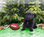 Puppy Payton German Shepherd Dog