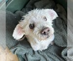 Small #3 Poodle (Miniature) Mix