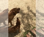 Small Photo #76 Rhodesian Ridgeback Puppy For Sale in MORONGO VALLEY, CA, USA