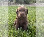 Small Photo #27 Labrador Retriever Puppy For Sale in FREDERICKSBG, OH, USA