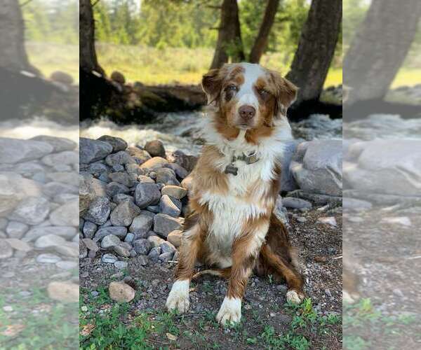 Medium Photo #1 Australian Shepherd Puppy For Sale in BONNERS FERRY, ID, USA