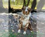 Small Photo #1 Australian Shepherd Puppy For Sale in BONNERS FERRY, ID, USA