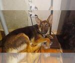 Small Photo #3 German Shepherd Dog Puppy For Sale in MECHANICSVILLE, VA, USA