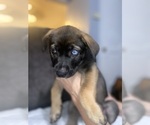 Puppy 6 Alaskan Husky-Presa Canario Mix