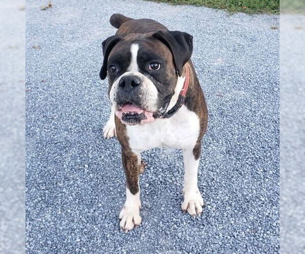 Medium Photo #3 Boxer Puppy For Sale in Dumont, NJ, USA