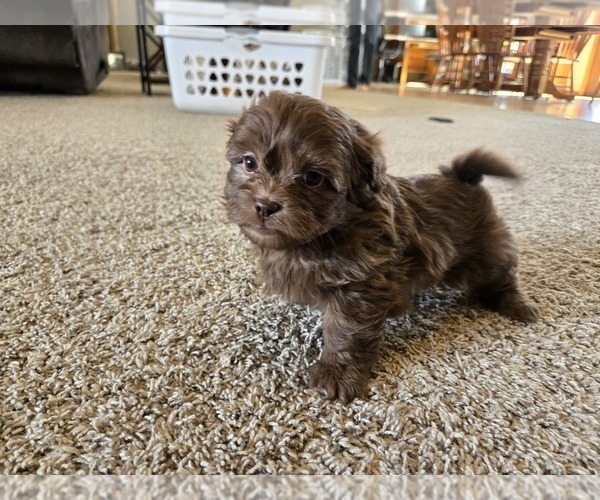 Medium Photo #2 ShihPoo Puppy For Sale in CARLYLE, IL, USA