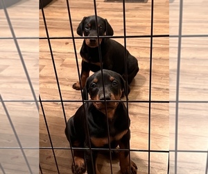 Doberman Pinscher Puppy for sale in ATHENS, AL, USA