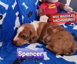 Small Photo #4 Dachshund Puppy For Sale in WALLACE, CA, USA