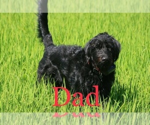 Father of the Labradoodle puppies born on 04/30/2021