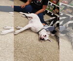 Small #13 Boxer Mix