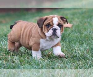 Bulldog Puppy for sale in GREENEVILLE, TN, USA
