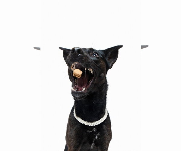 Medium Photo #28 German Shepherd Dog-Unknown Mix Puppy For Sale in Houston, TX, USA