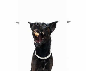Forty - Female German Shepherd Dog-Unknown Mix Dog for Adoption - Photo #28