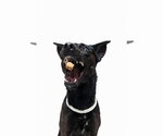 Small #27 German Shepherd Dog Mix