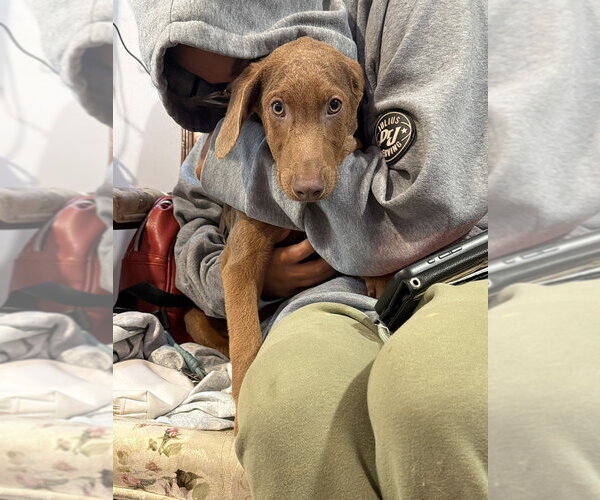 Medium Photo #5 Doberman Pinscher-Unknown Mix Puppy For Sale in Brewster, NY, USA