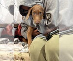 Small Photo #5 Doberman Pinscher-Unknown Mix Puppy For Sale in Brewster, NY, USA