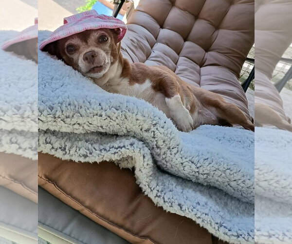 Medium Photo #3 Chihuahua Puppy For Sale in Cuba, NY, USA