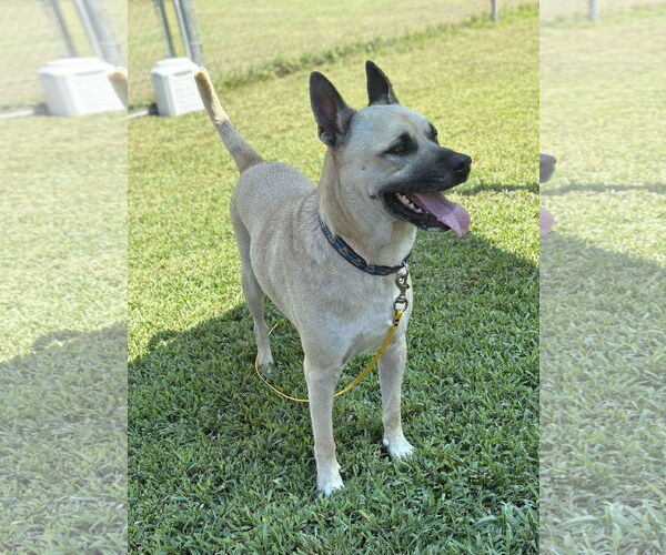 Medium Photo #3 Mutt Puppy For Sale in Virginia Beach, VA, USA