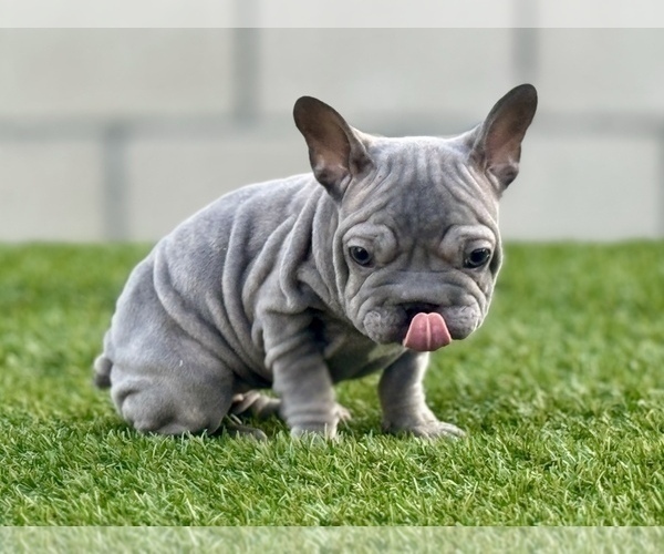Medium Photo #3 French Bulldog Puppy For Sale in LITITZ, PA, USA