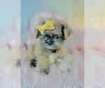 Small #4 Shih Tzu