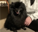 Small Photo #1 Pomeranian Puppy For Sale in CINCINNATI, OH, USA
