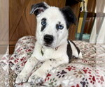Small Photo #5 Mutt Puppy For Sale in Fargo, ND, USA