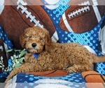 Small Photo #6 Goldendoodle (Miniature) Puppy For Sale in DELTA, PA, USA