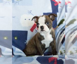 Boston Terrier Puppy for sale in MILWAUKEE, WI, USA