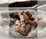 Image preview for Ad Listing. Nickname: Litter of 7