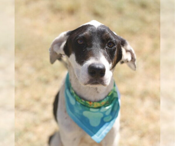 Medium Photo #1 American Staffordshire Terrier Puppy For Sale in San Antonio, TX, USA