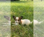 Small #1 Papillon