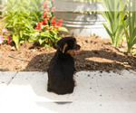 Small #5 Yorkshire Terrier
